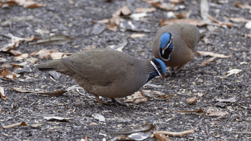 Blue-headed Quail-Dove