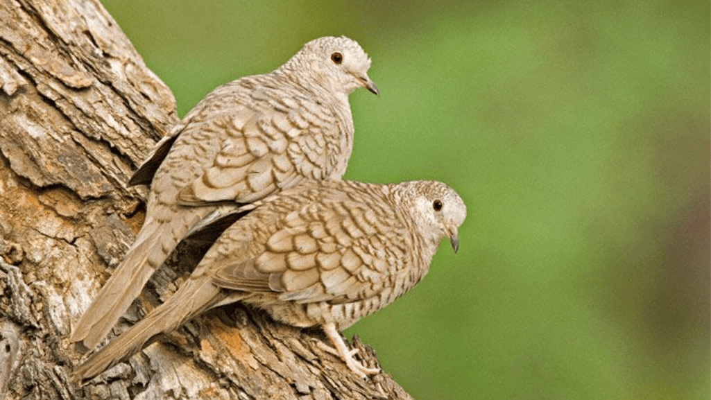 Breeding and Reproduction