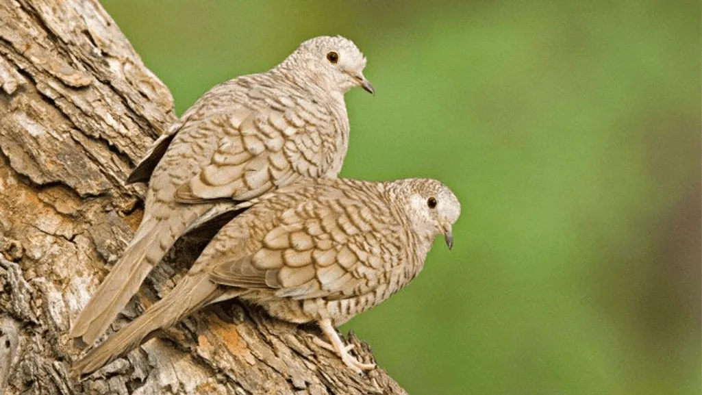 Breeding and Reproduction