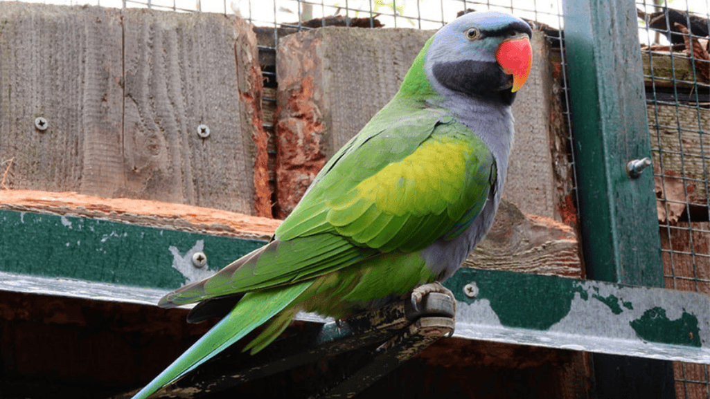 Cage Setup and Cleaning Maintenance