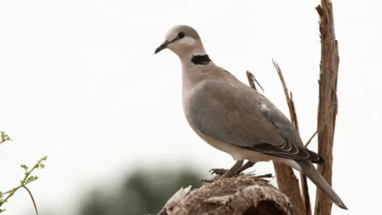 Cape Turtle Dove