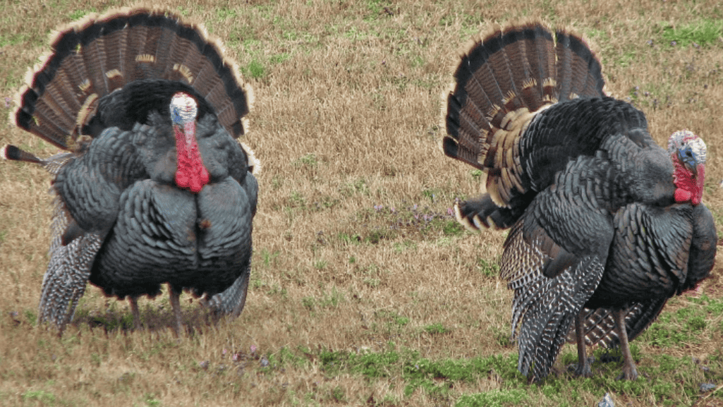 Challenges and Concerns in Turkey Restoration