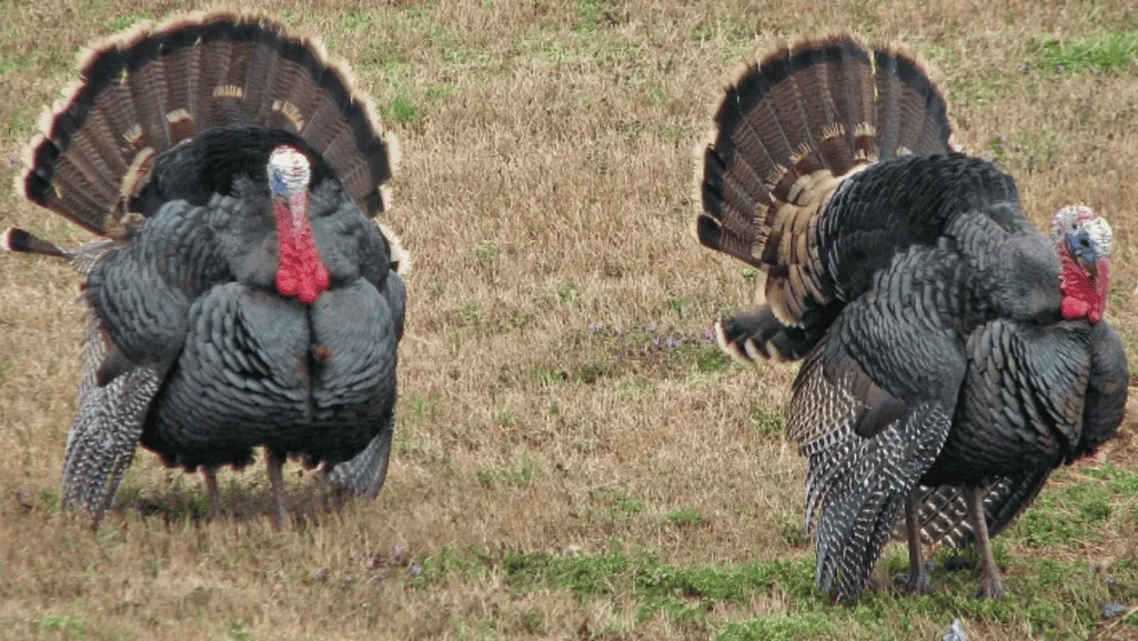 Challenges and Concerns in Turkey Restoration