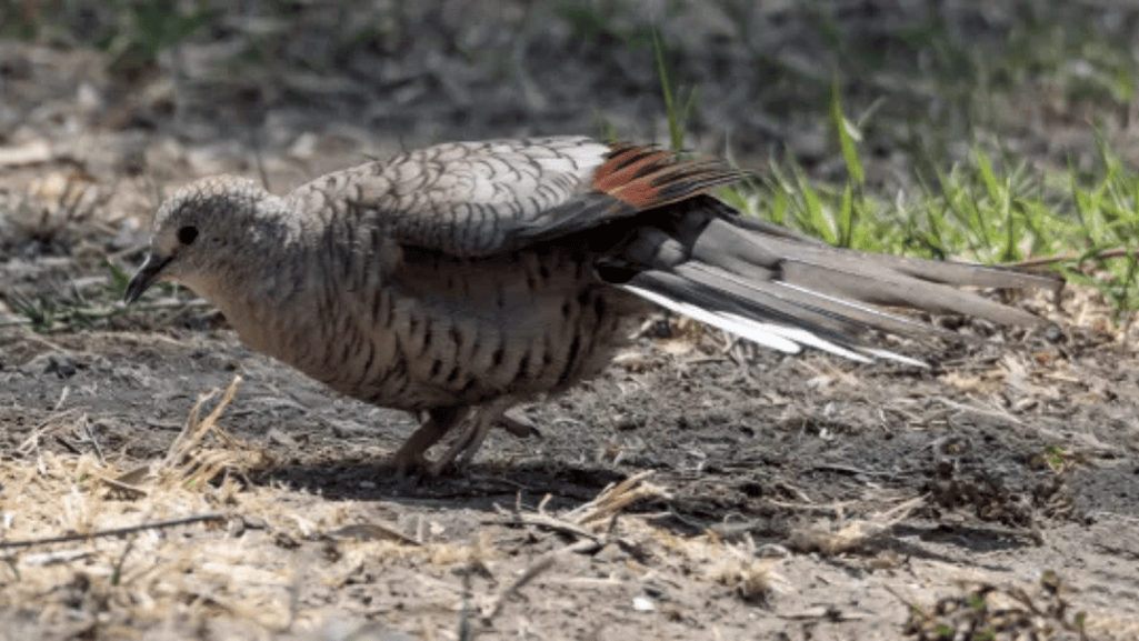 Conservation status and population trends