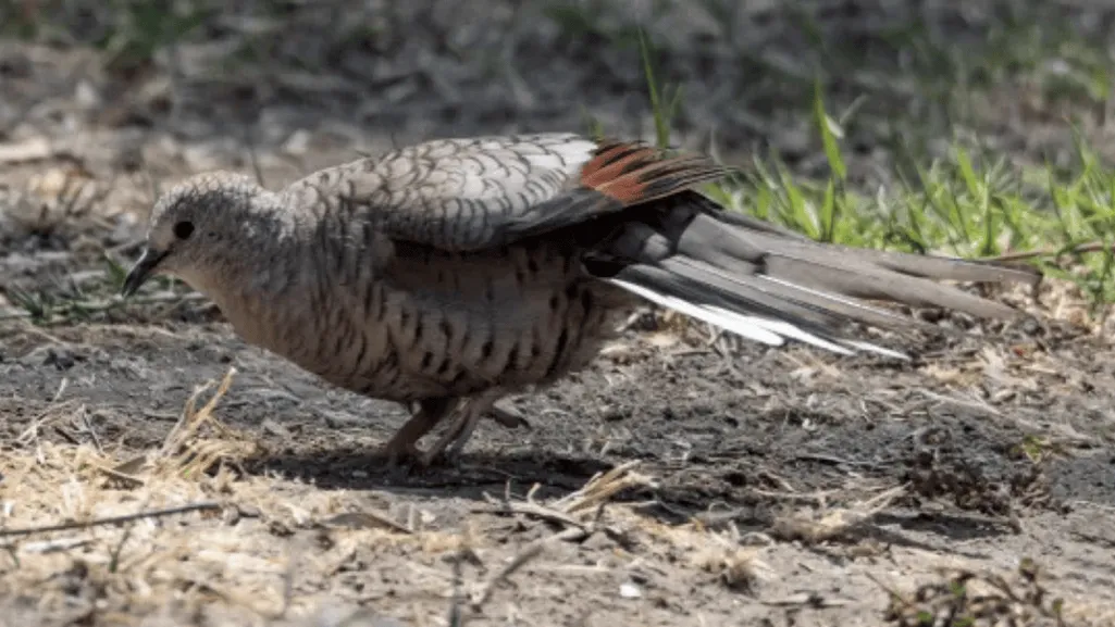 Conservation status and population trends