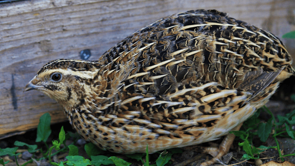 Determining the Size of the Enclosure