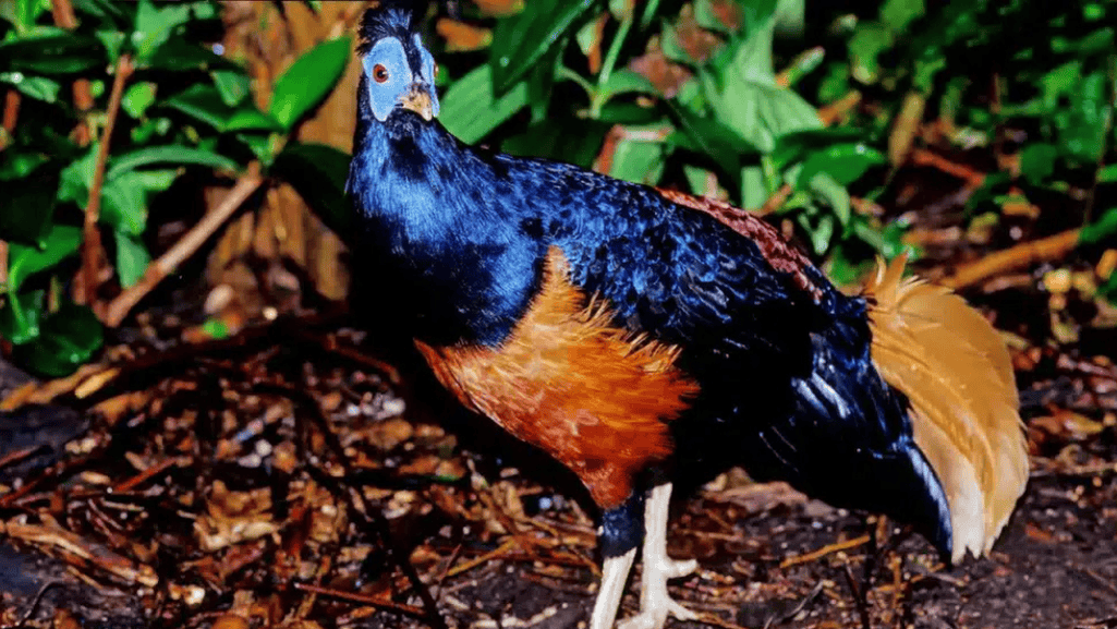 Diet of the Crested Fireback