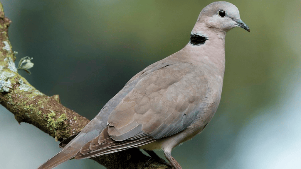 Distinctive Features and Plumage of Cape Turtle Dove