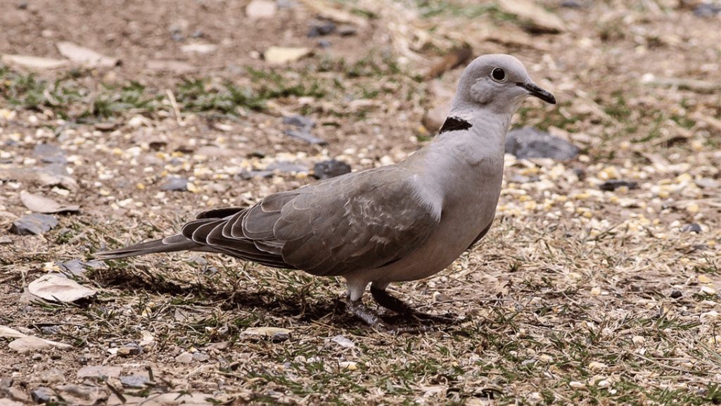 Distribution and Habitat