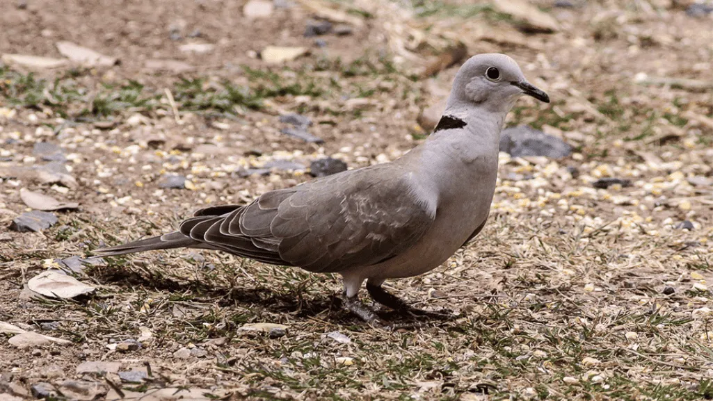 Distribution and Habitat