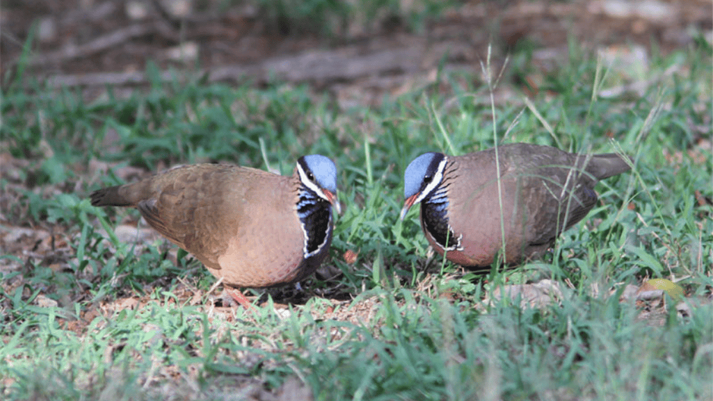 Endangered Blue-headed Quail-Dove