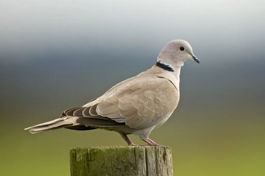 Eurasian Collared Dove conservation