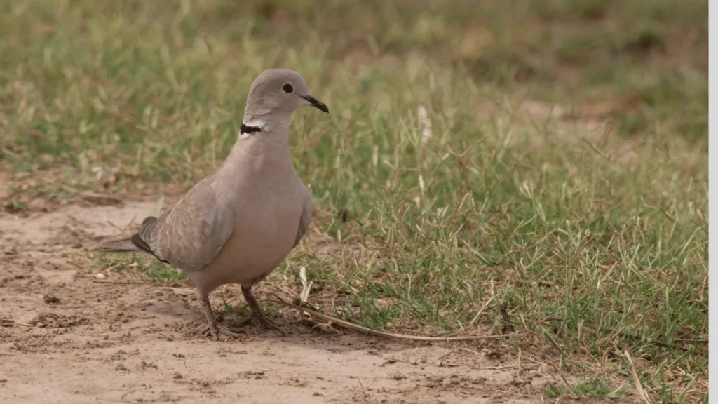 Eurasian Collared Dove feeding habits
