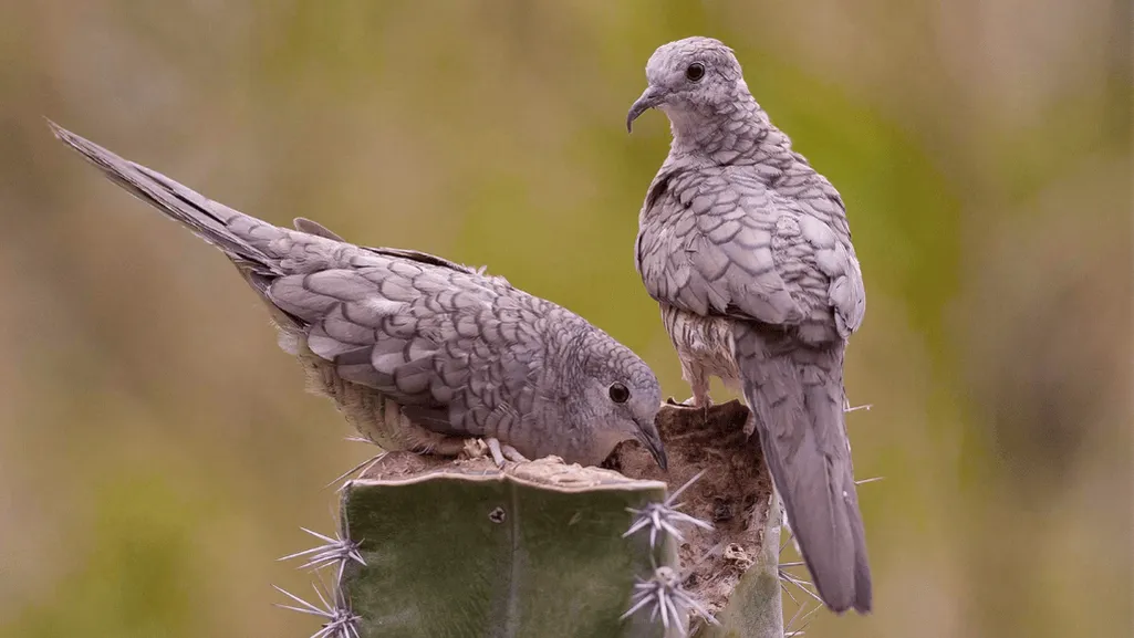 Feeding Habits and Diet