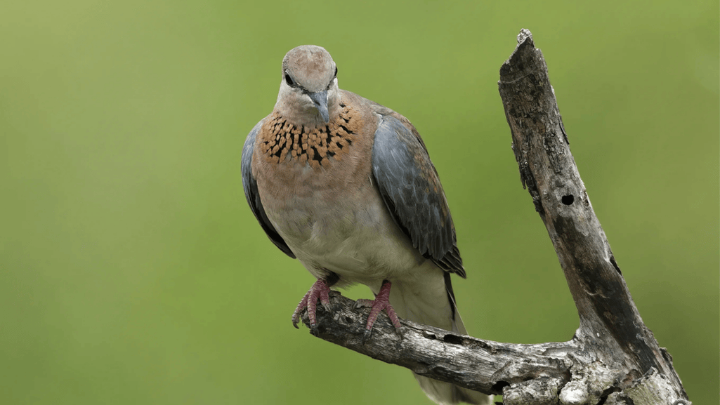 Feeding Habits of the African Turtledove