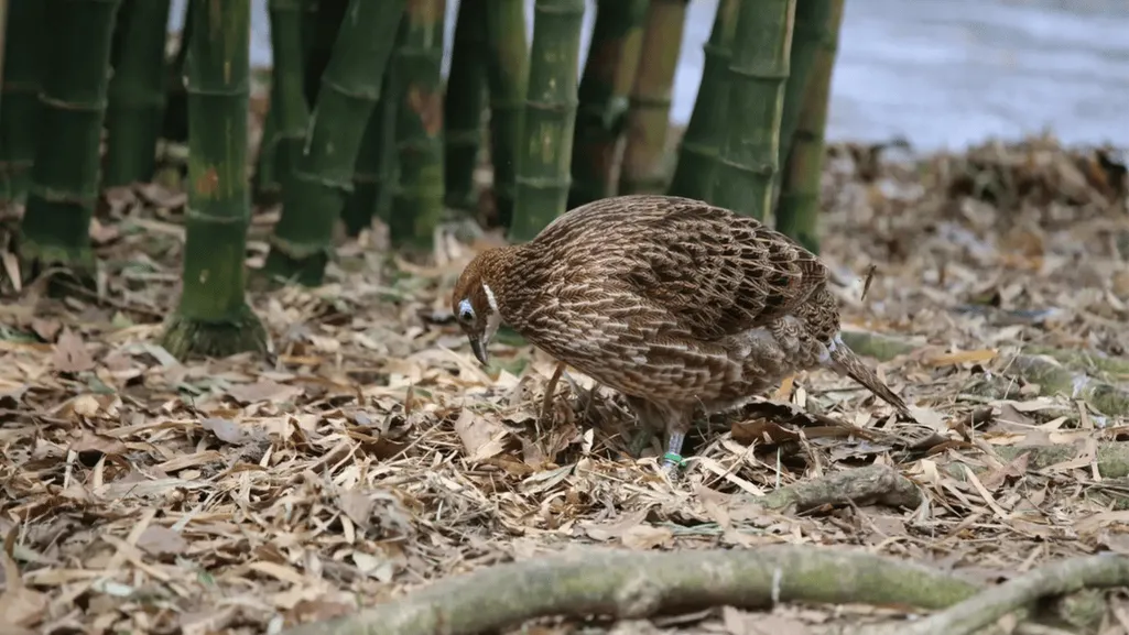 Feeding tips and supplements