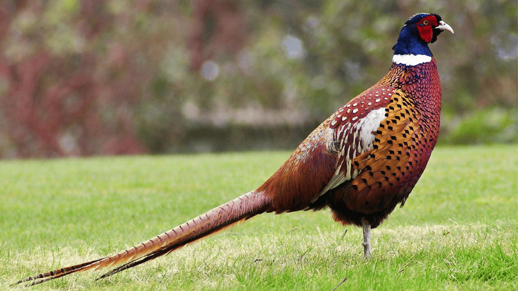 Getting Started with Pheasant Raising
