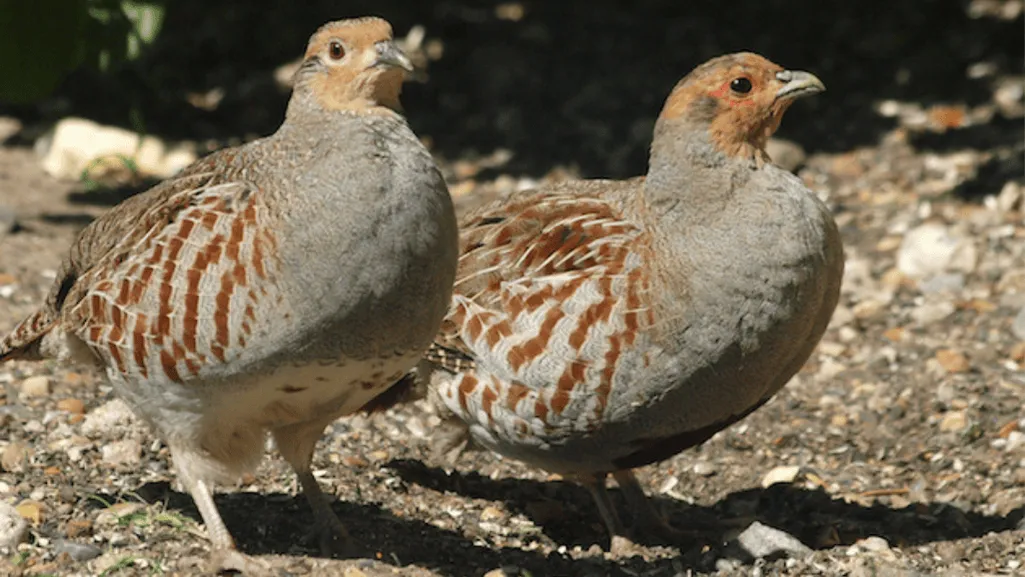 Global breeding population