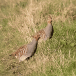 Gray Partridge