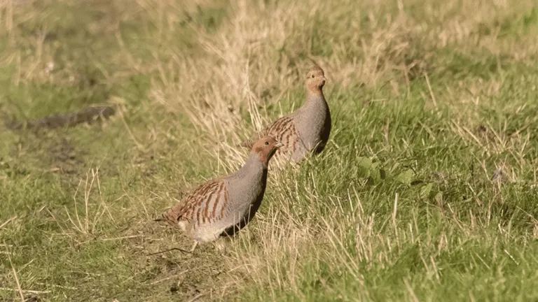 Gray Partridge