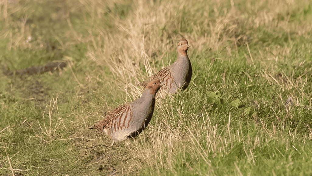 Gray Partridge
