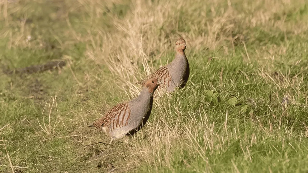 Gray Partridge