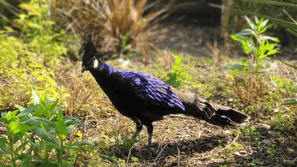 Habitat and Conservation Efforts