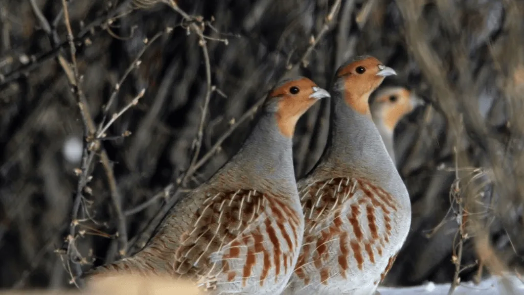Habitat and Diet of the Gray Partridge