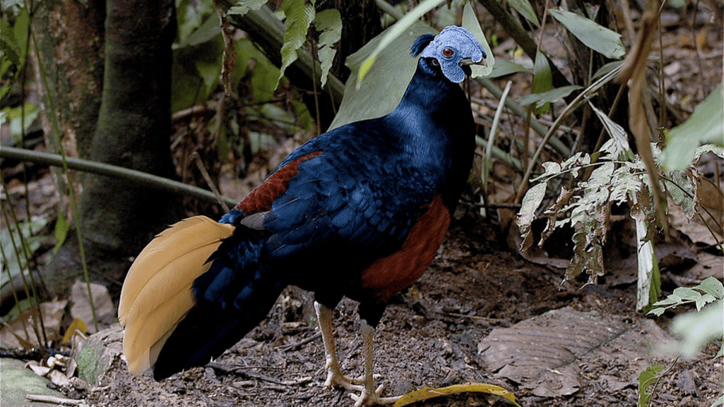 Habitat and Distribution of the Crested Fireback
