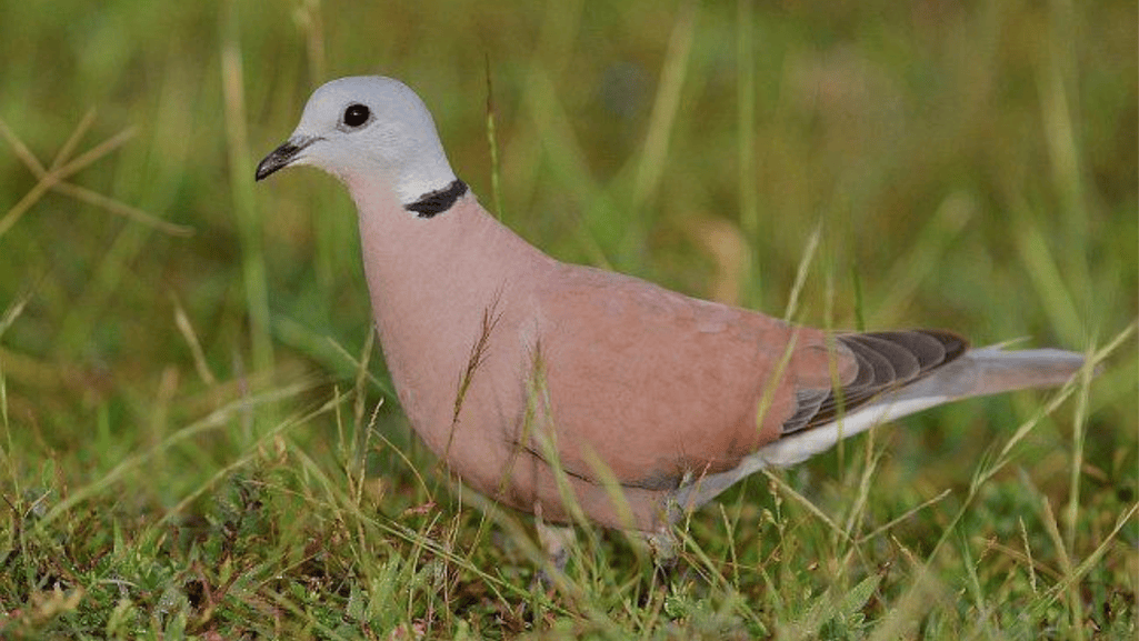 Habitat preferences and adaptability