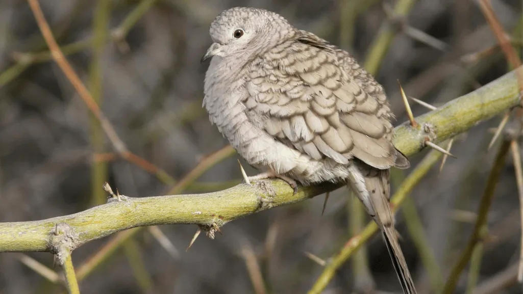 Inca Dove Distinctive Features and Appearance