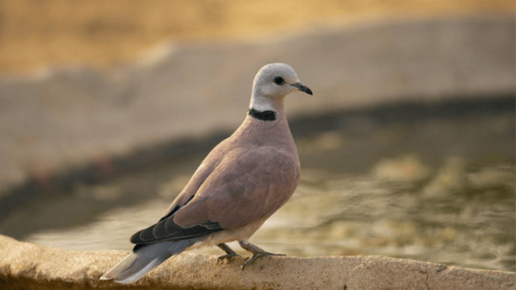 Introducing the Red Turtle Dove A Birdwatcher’s Delight