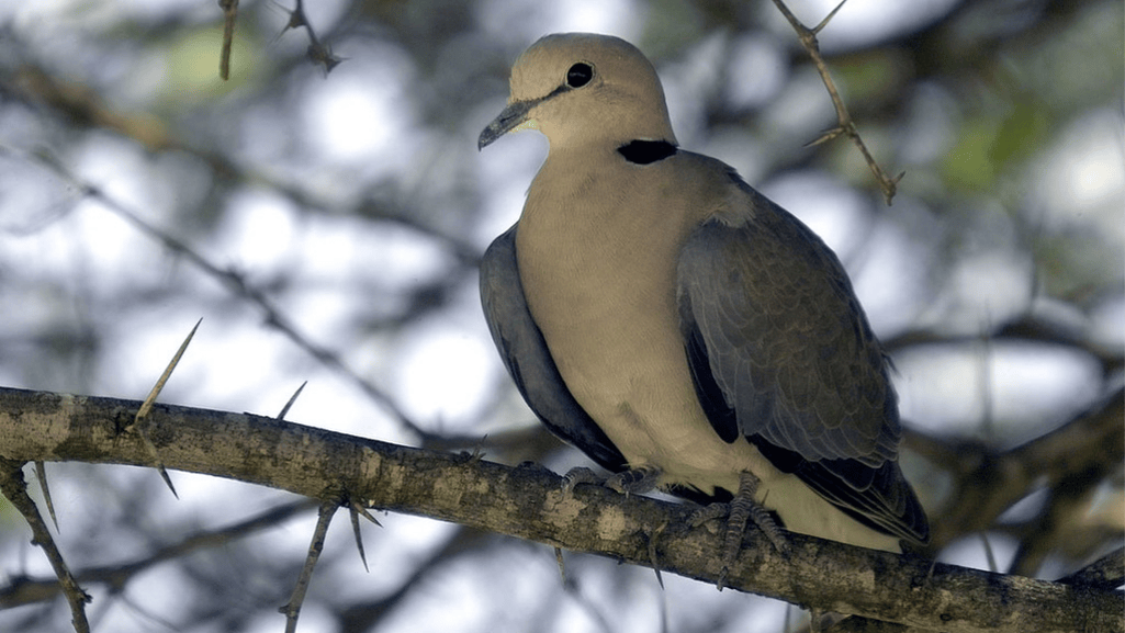 Introduction to Cape Turtle Dove