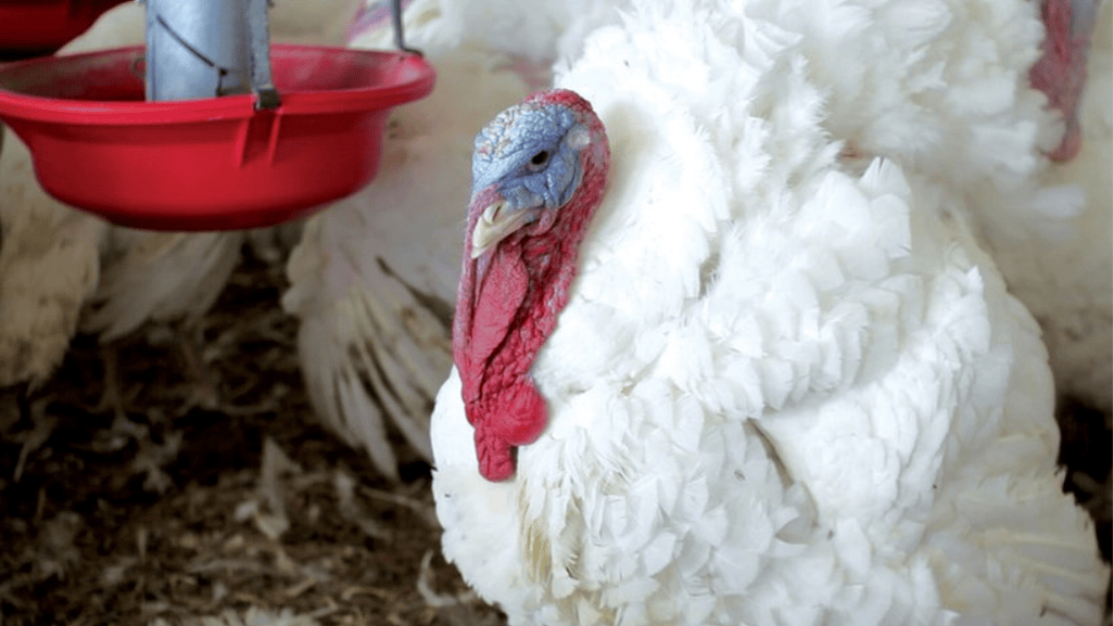 Key Ingredients for Turkey Nutrition