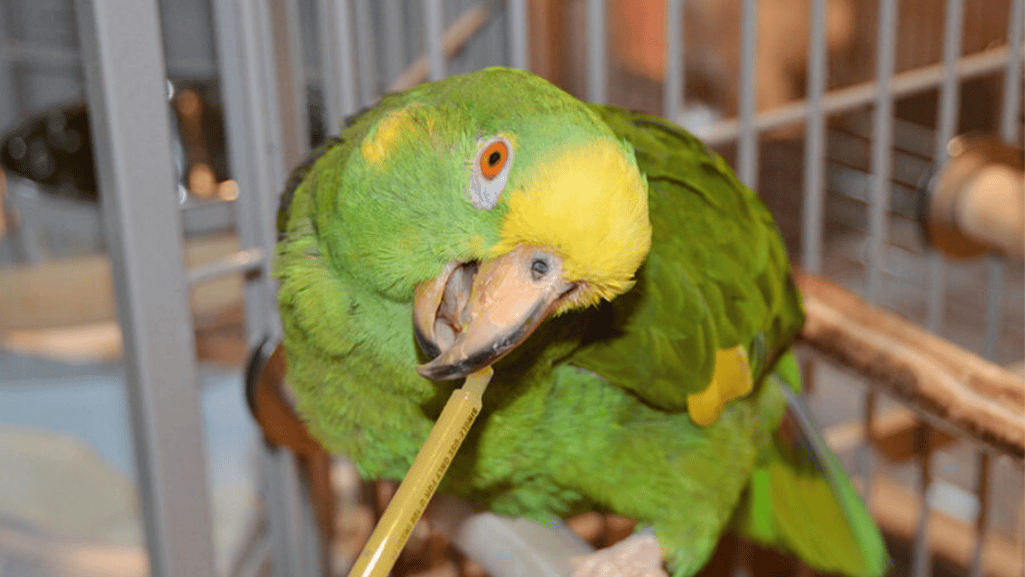 Medication Administration