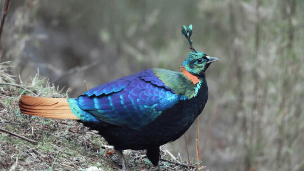 Monal Pheasant Diet and Nutrition