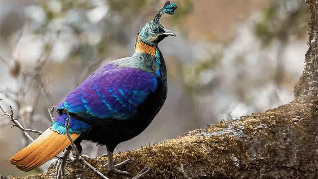 Monal Pheasant Diseases and Veterinary Care