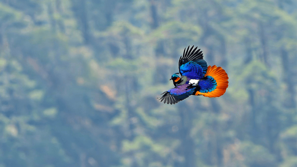 Monal Pheasant Habitat and Environment