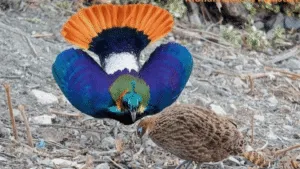Monal Pheasant Health Care