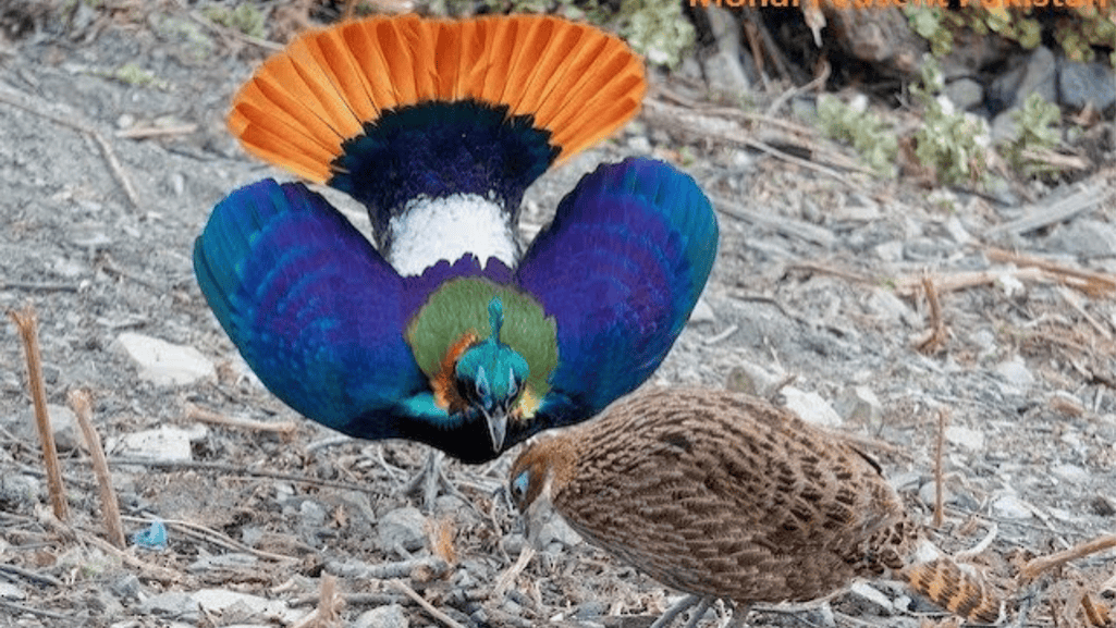 Monal Pheasant Health Care