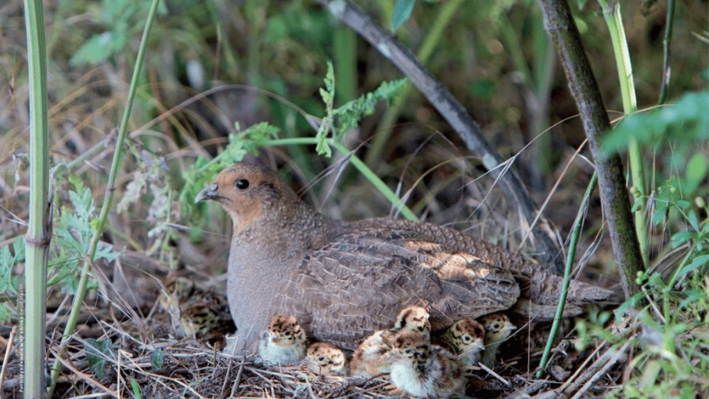 Nesting and Behavior of the Gray Partridge