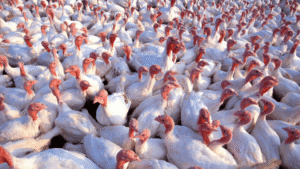 Nutrient Deficiencies in Turkeys