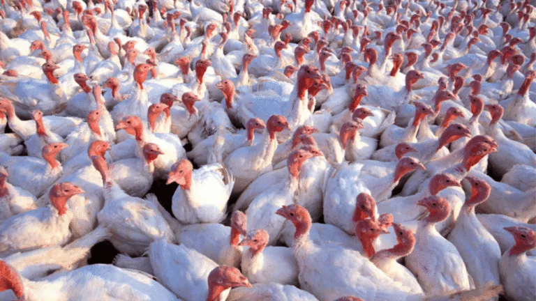 Nutrient Deficiencies in Turkeys