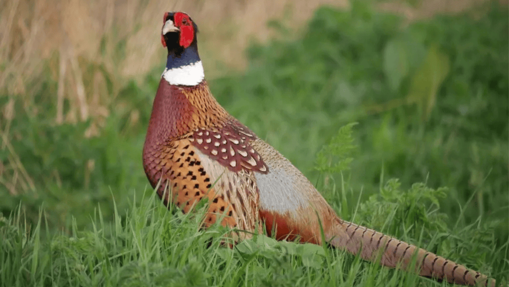 Nutrition and Health Management for Pheasants