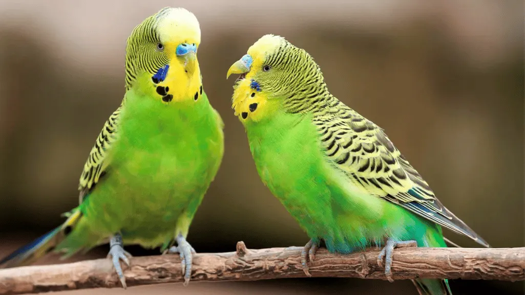 Overview of Bird Communication