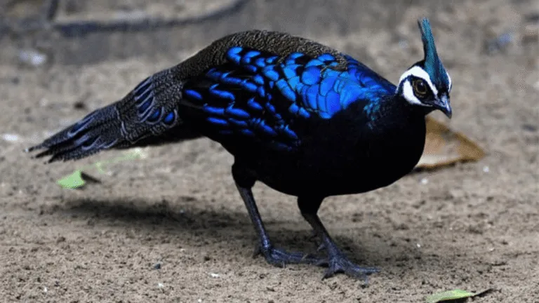 Palawan Peacock-Pheasant