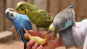 Parakeet Diet