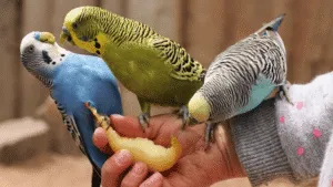 Parakeet Diet
