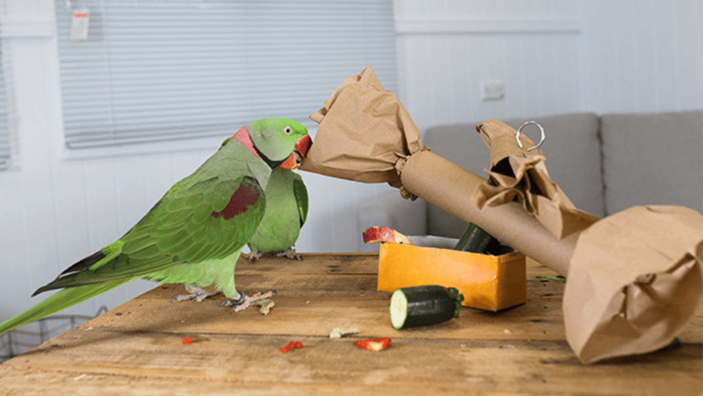 Parrot Enrichment and Safe Bird Toys