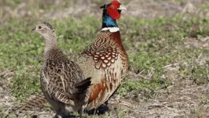 Pheasant Breeding